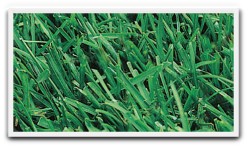 emeraldfescue